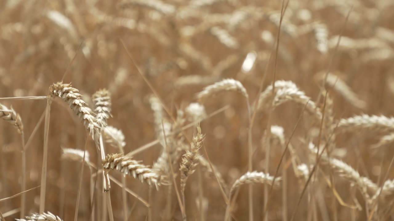 USAID partnerships to invest $44 million in Ukraine grain