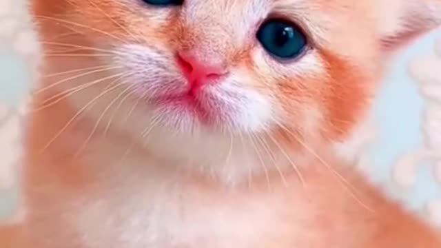 SUPER CUTE KITTEN😍WILL MELT YOUR HEART❤️❤️❤️😸