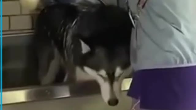 This stubborn Husky refused taking bath HAHA