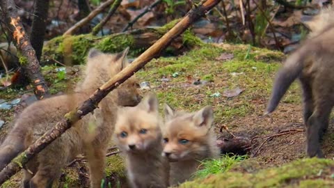 Red Foxes