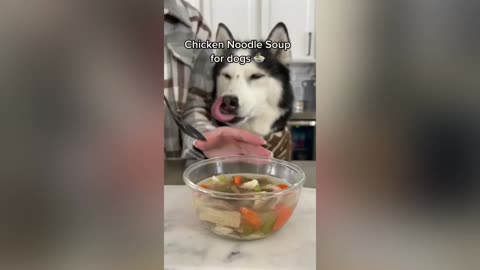 how to make chicken soup for dogs