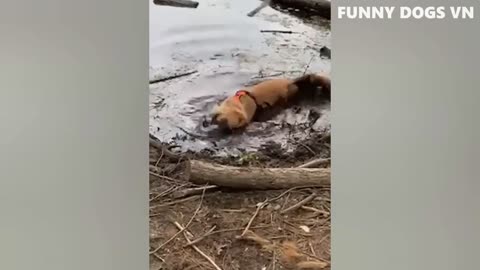 Funniest Animals Video - Funny Dogs And Cats - Try Not To Laugh Animals 2022