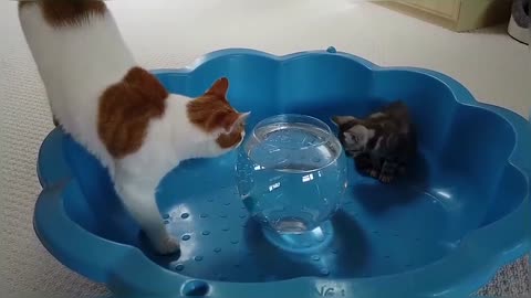 Kitten Reacts To Robo Fish