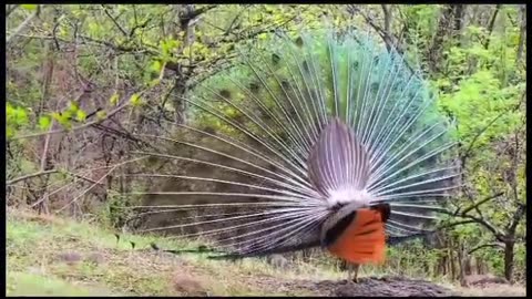 Peacock on Vetal Tekdi/Panchavati Hills in Pune