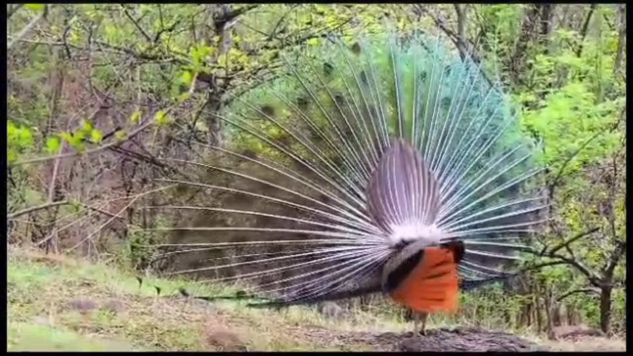 Peacock on Vetal Tekdi/Panchavati Hills in Pune