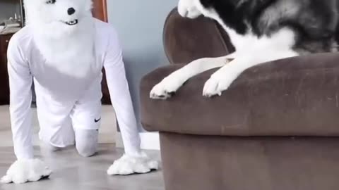 Husky Pranked By Wolf Mask