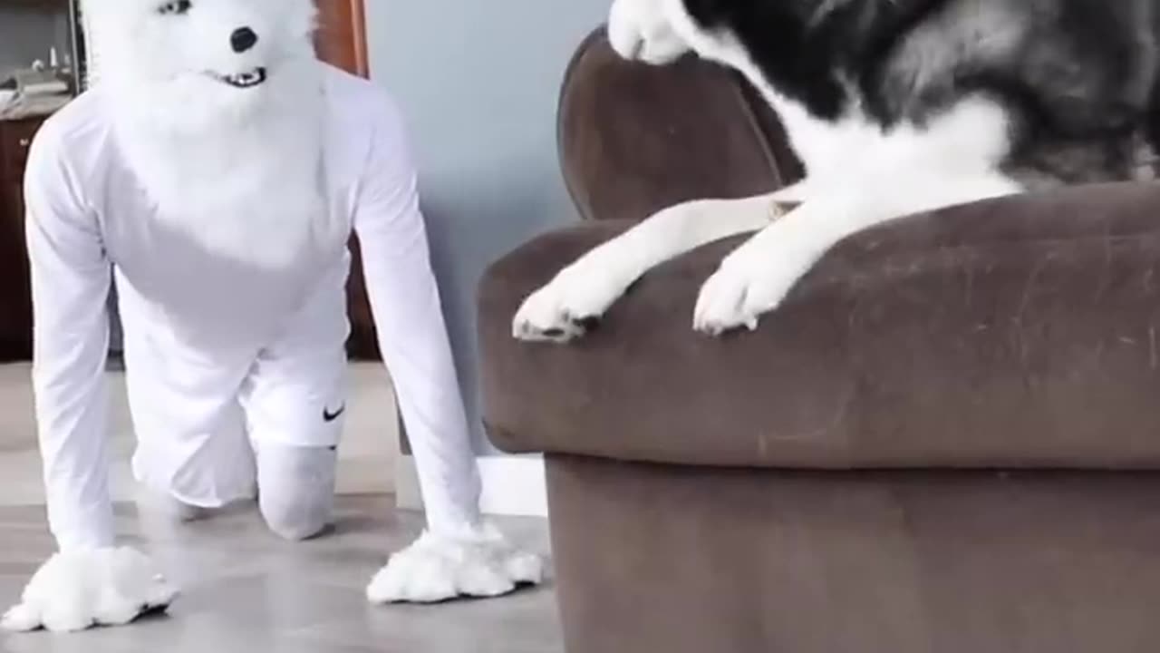 Husky Pranked By Wolf Mask