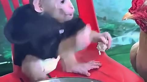 Funny monkey