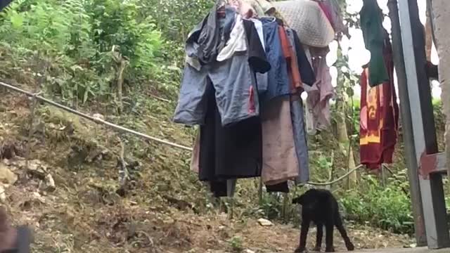 Rescuing a Puppy Stuck in a Water Bottle