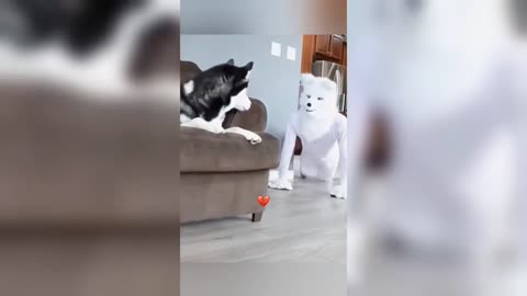 Funniest animals cats and dogs videos 2024 best completion of the year #cat #funnyanimals #dog