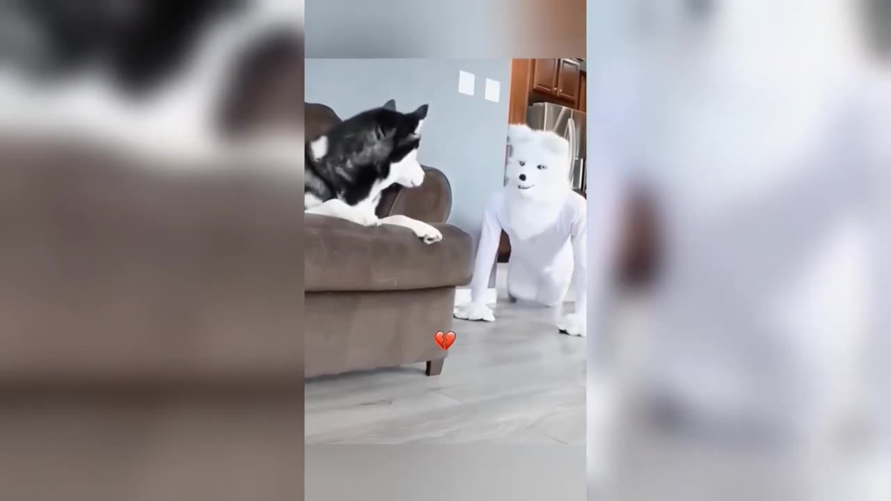Funniest animals cats and dogs videos 2024 best completion of the year #cat #funnyanimals #dog