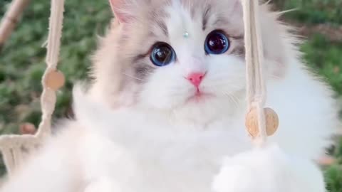 #Very cute cat viral