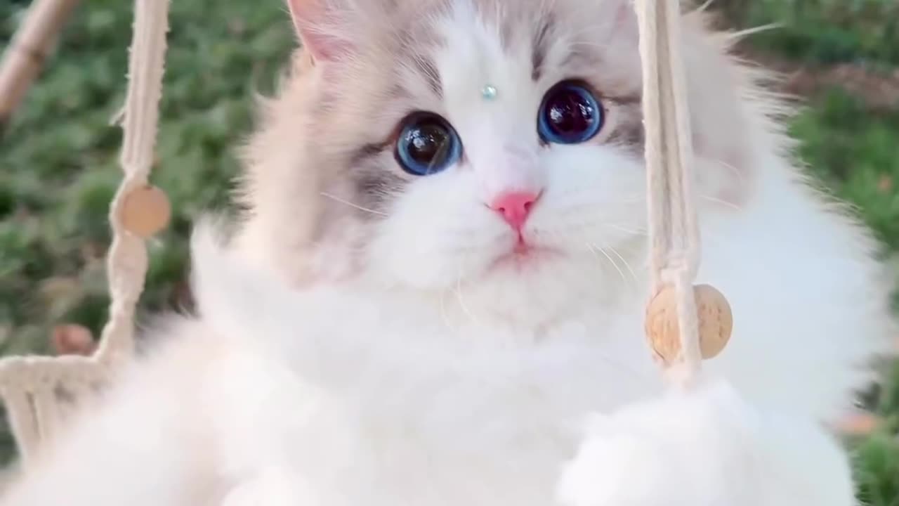 #Very cute cat viral