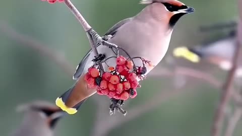 Watch the birds quietly