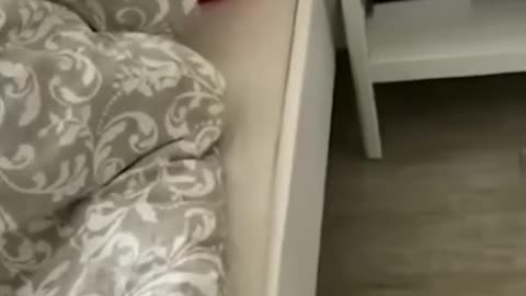 Cute and Funny Animal Video