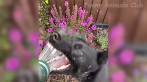 Best cats and dogs funny video