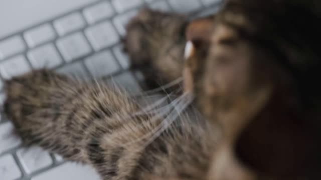 Tabby cat is typing text on a computer keyboard