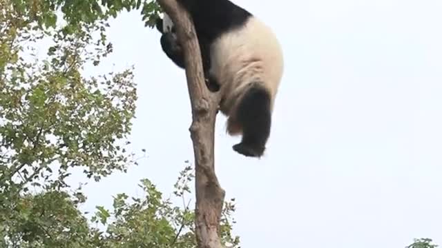 Giant pandas have short legs