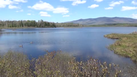 Canada Geese, Beaver Lodge and a Great View