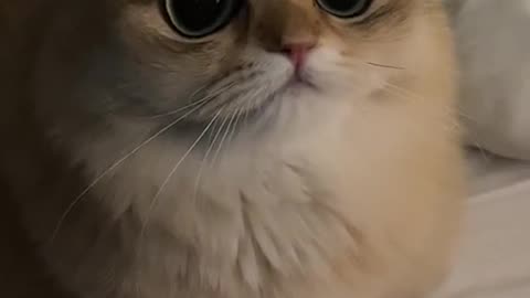 Innocent cat