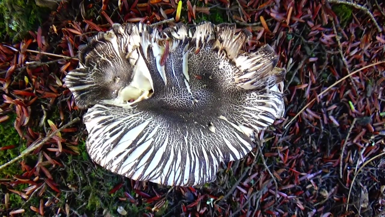 Mushroom