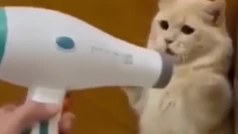 Funny cat reaction