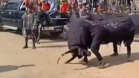 funny elephant dance