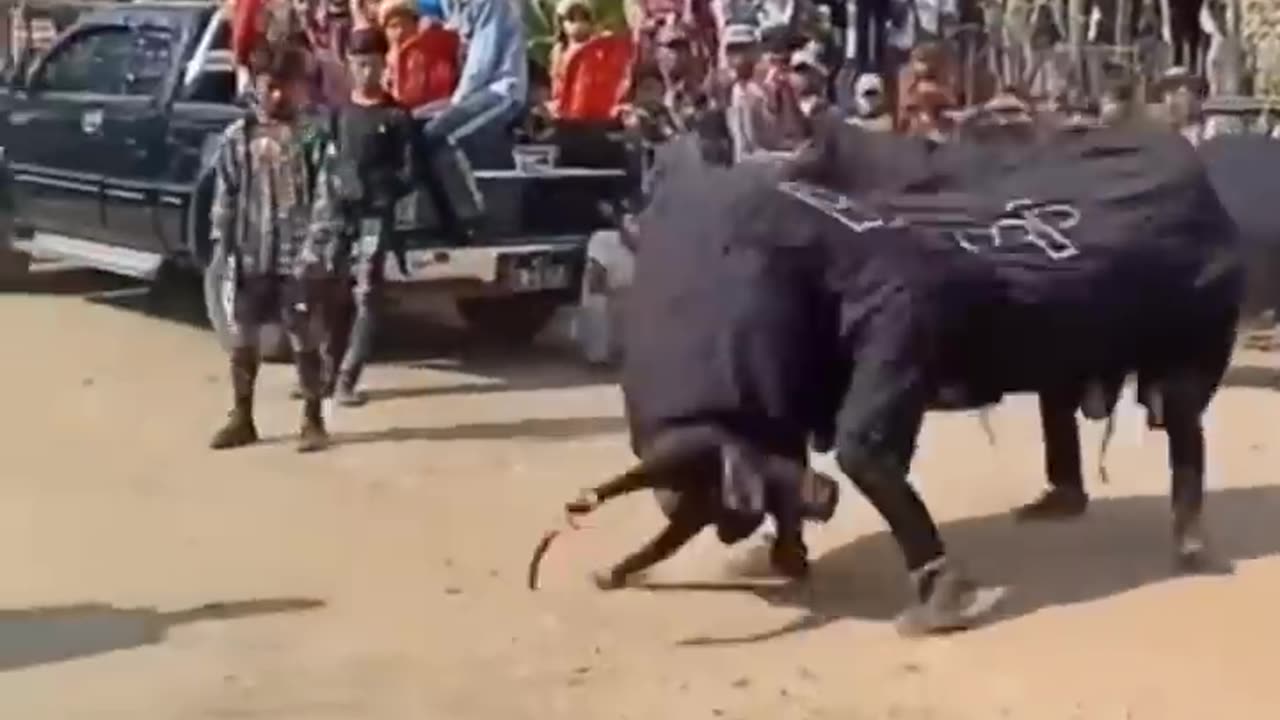 funny elephant dance