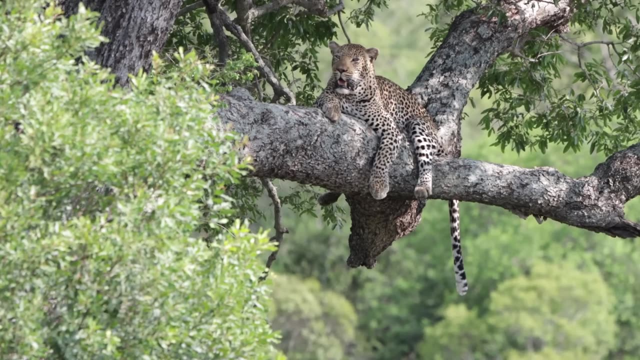 Beasts of Masai Mara The Great Migration Full Documentary