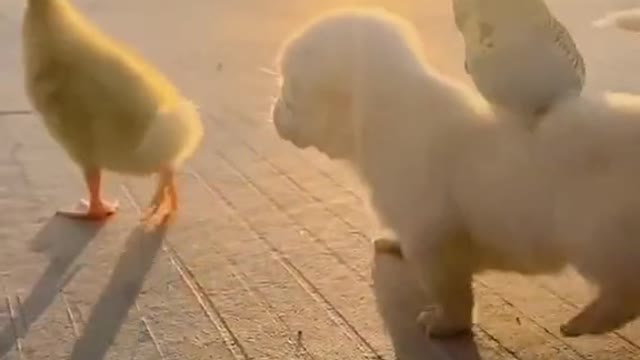 Cute baby animals Videos Compilation cutest moment of the animals - Cutest Puppies #2