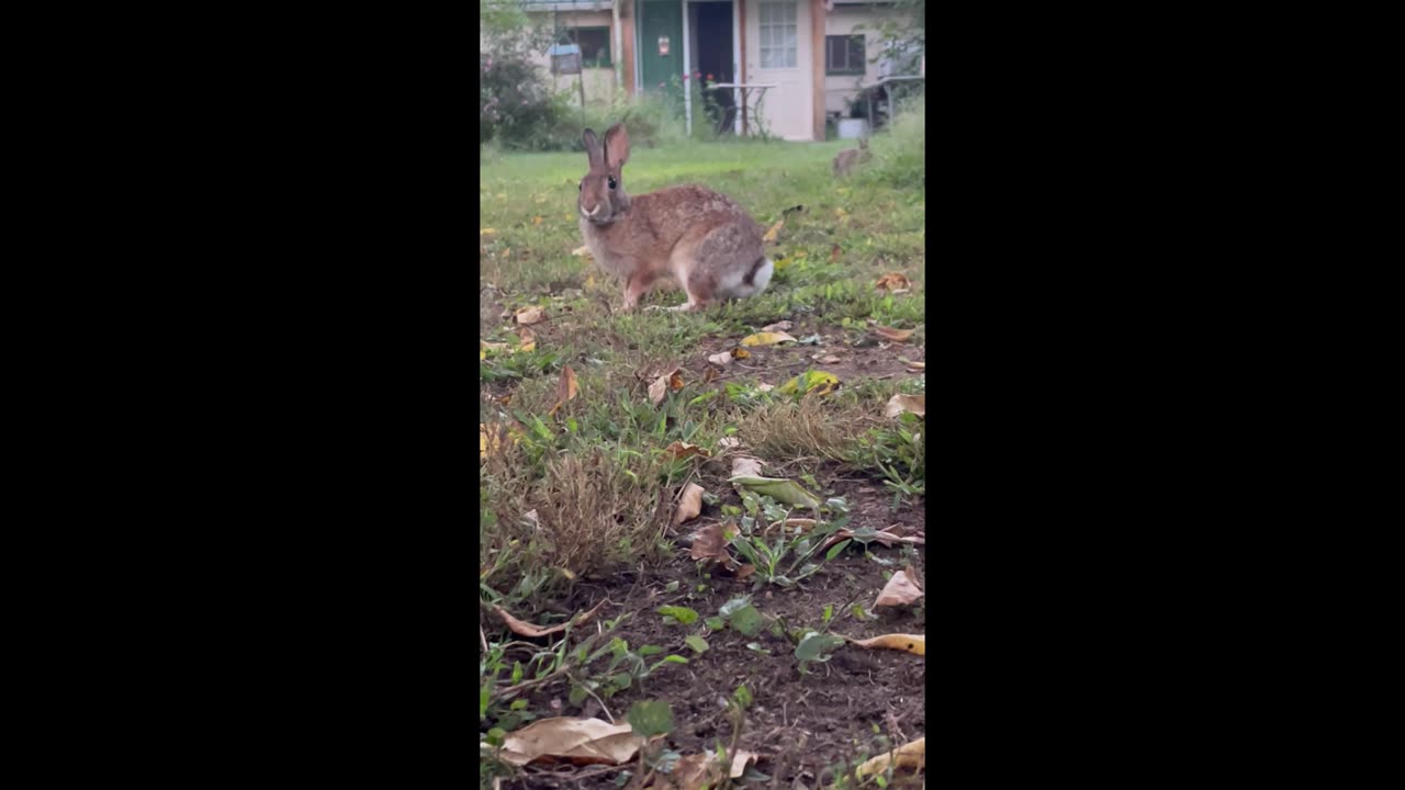 Backyard Rabbits