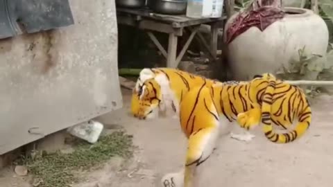 Hilarious Pranks on my Dog: Troll, Fake Lion and Tiger, and Huge Box!