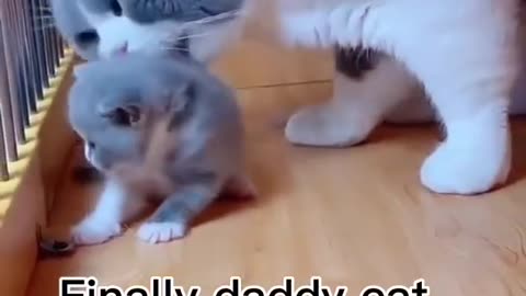 Finally daddy cat accept his baby try to be a father 😍