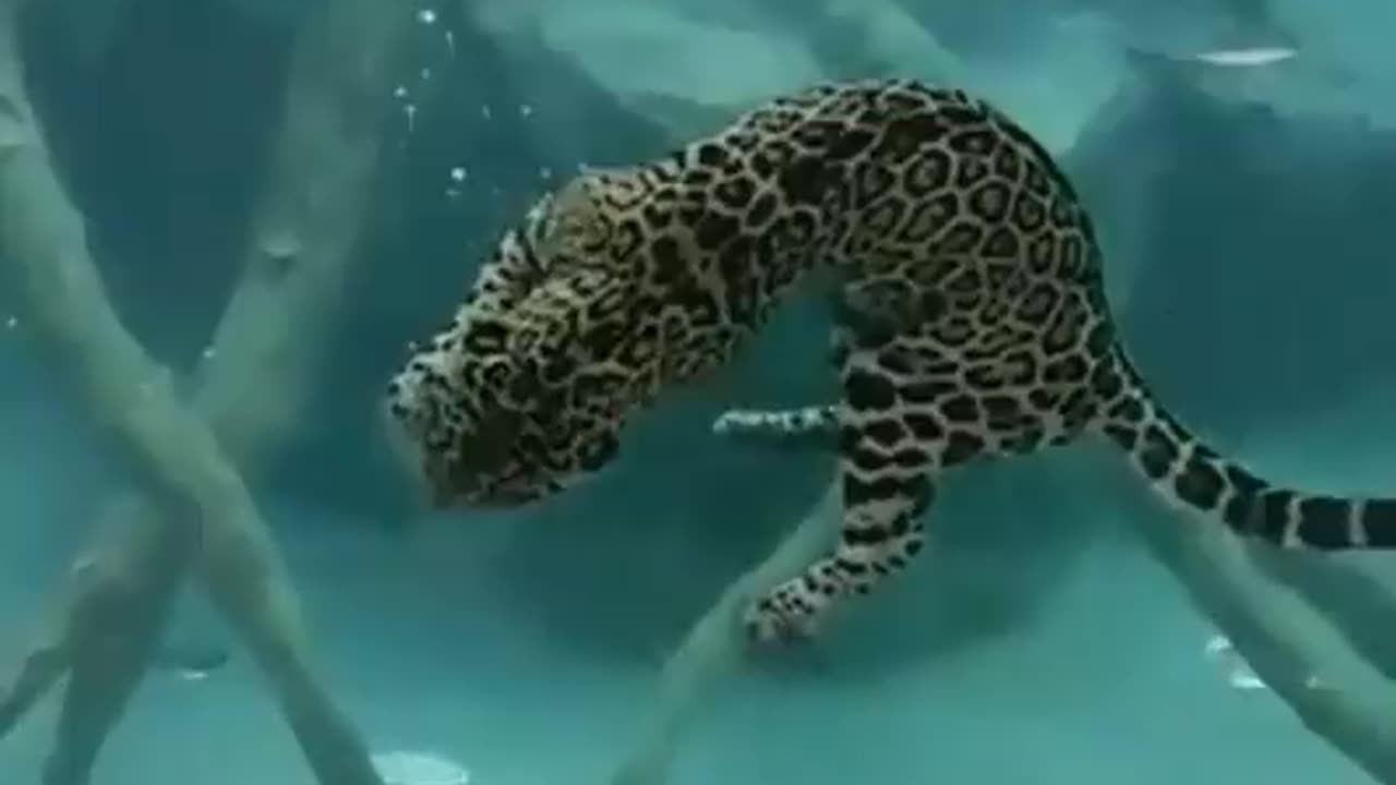 A Leopard Hunting Underwater