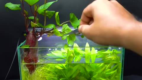 Growing Sweet Potato In Fish Tank - Time Lapse