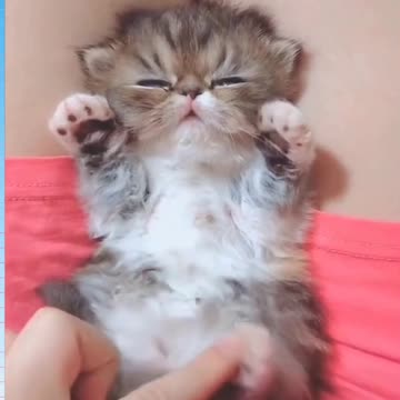 Funny Cats And More Compilation # 2