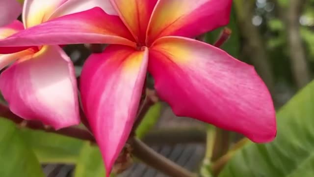 Just a few plumeria clips to brighten your day