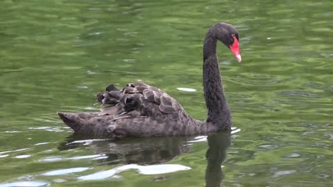 Black Swan Swan Watertight Animal Water Black