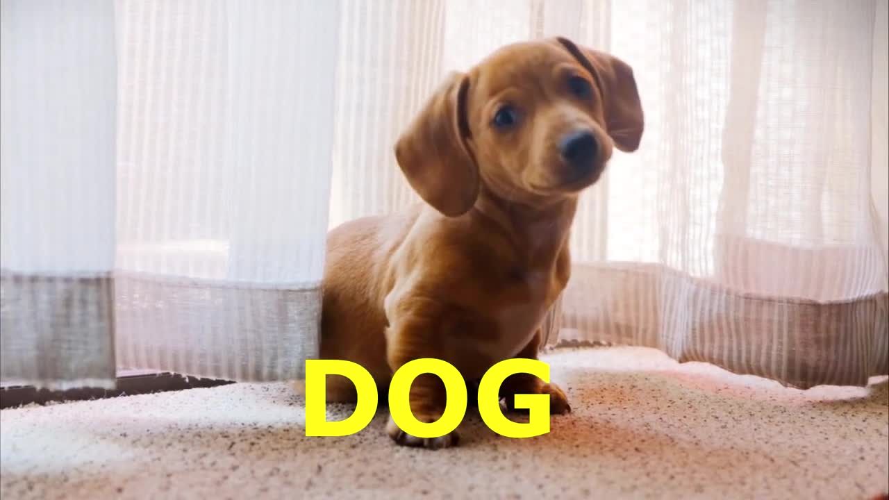 Dog barking - 10 seconds of dog sounds to teach kids the names and sounds of animals!