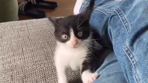 funny cat