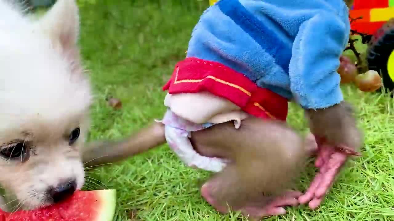 Baby monkey and puppy play with lego car and harvest watermelons in the garden