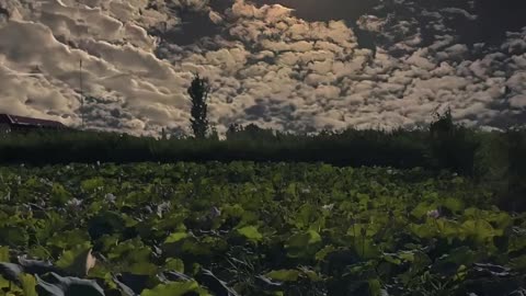 Immersive Journey Through the Serene Beauty of Nature