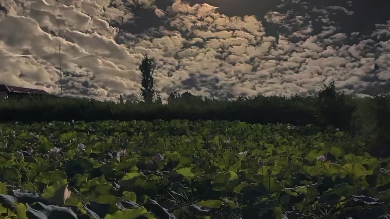 Immersive Journey Through the Serene Beauty of Nature