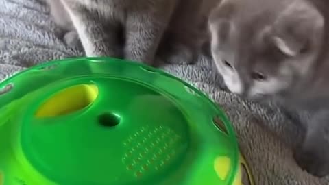 Funny cat #cats #cat #animals #pets #reels
