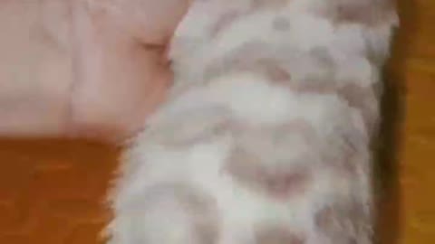 pet; Bengal cat