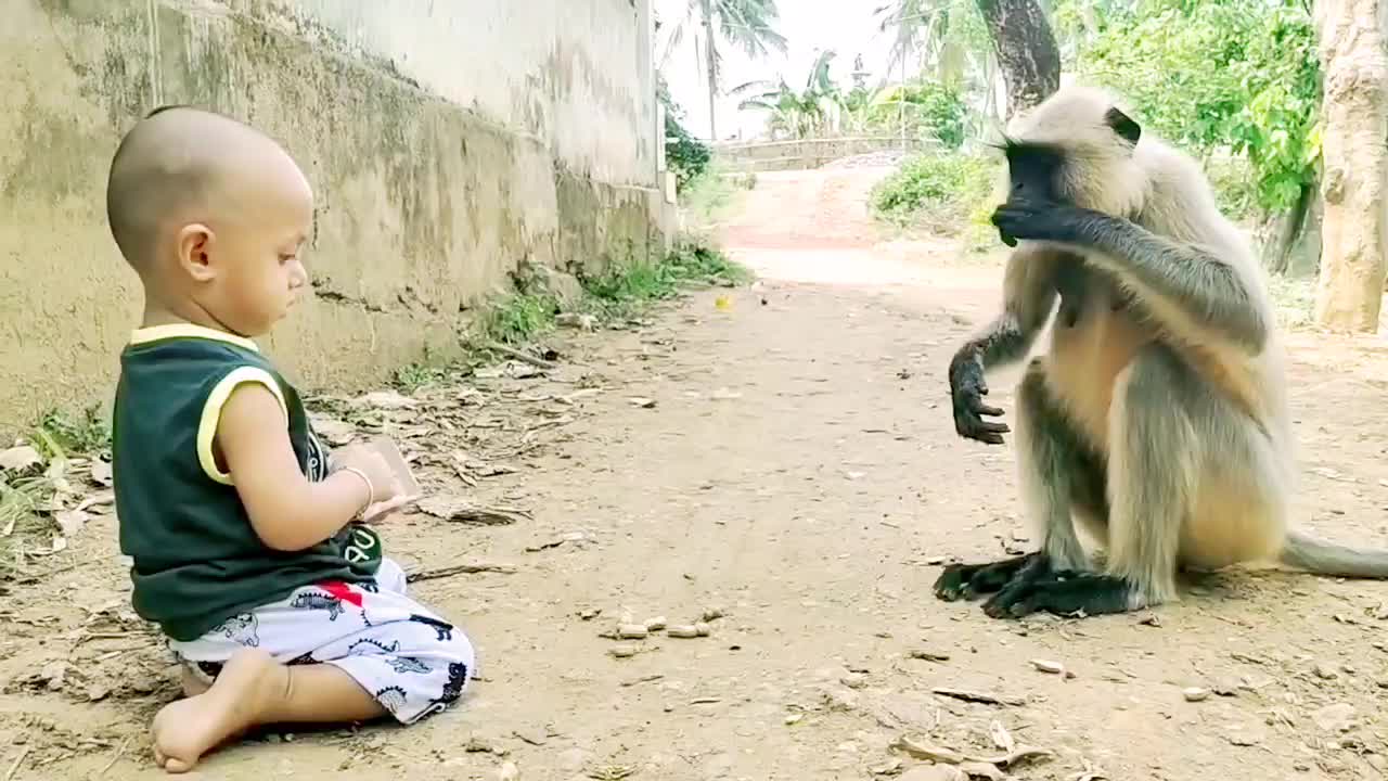 Baby vs monly animal