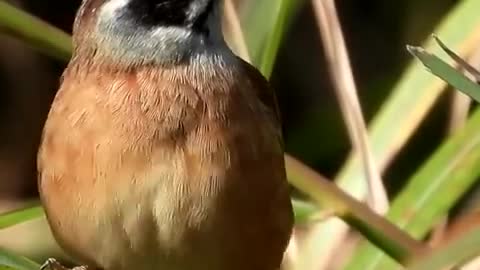 Grass bunting