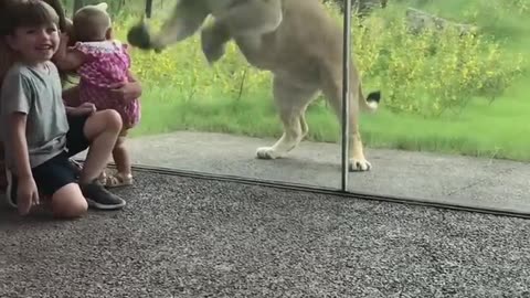 Lion Tries to Catch Some Kids