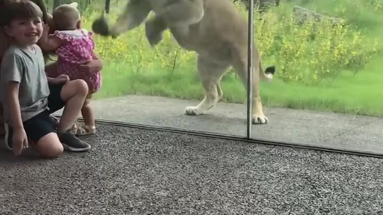 Lion Tries to Catch Some Kids