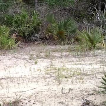 Ocala National Forest Bear Sighting At Jeep Fest